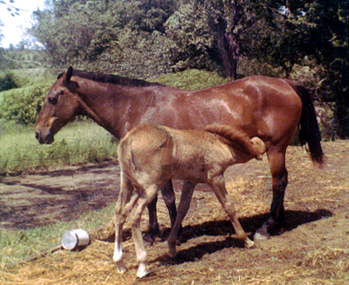Photo Mare & Her Foal